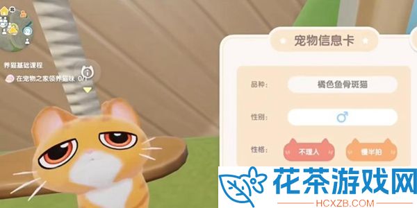 心动小镇什么猫是稀有猫